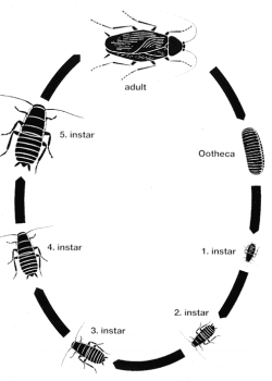 Cockroach Life Cycle
