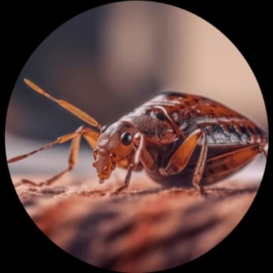 Bedbug
