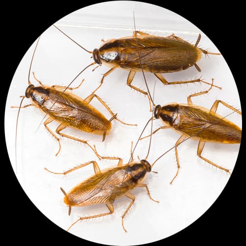 Cockroach Pest Control