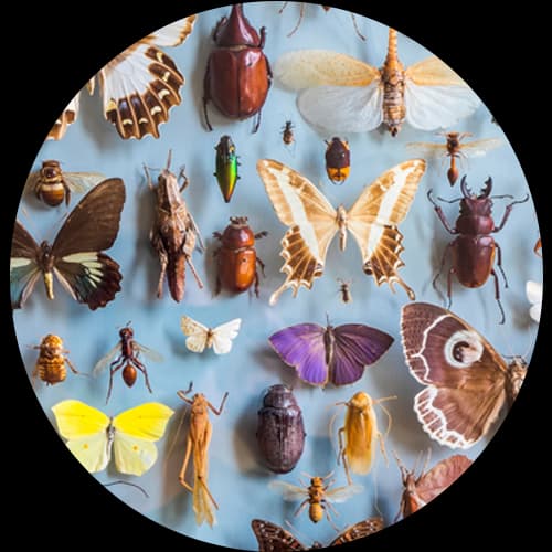 Household Crawling Insects Pest Control