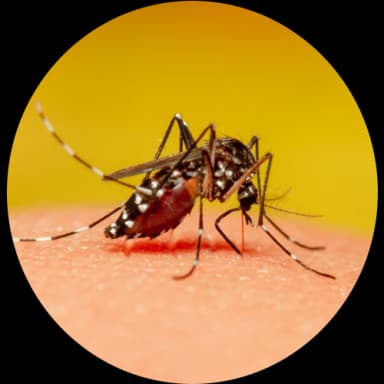 Mosquito