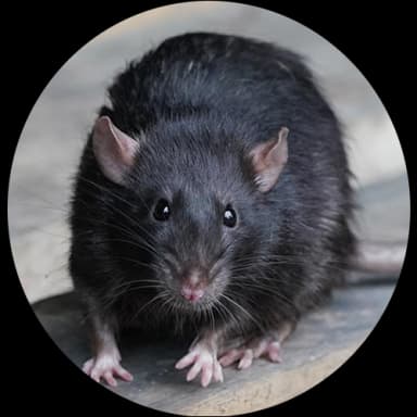 Rodent