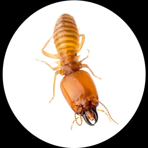 Termite Pest Control