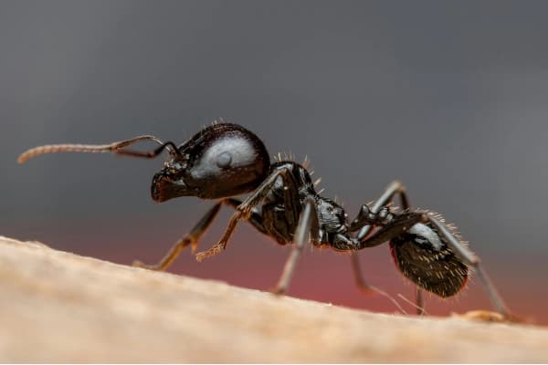SIPC Pest Library