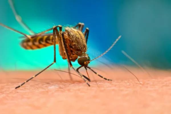 Mosquito & Fly Management