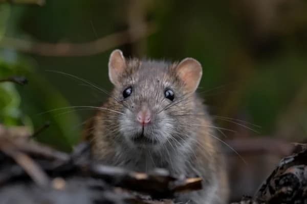 Rodent Control