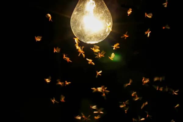 Flying Termites (Swarmers)