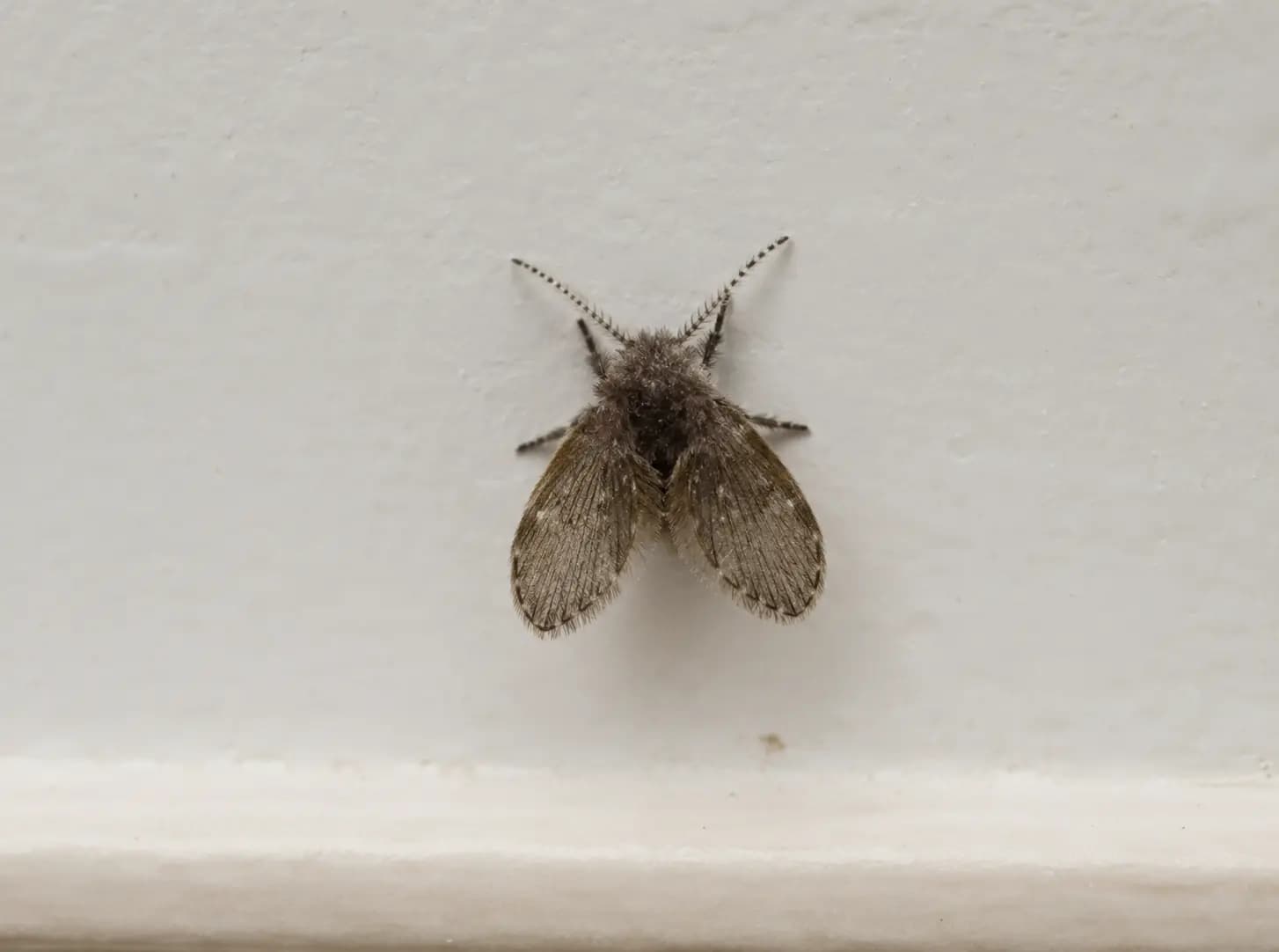 Drain Flies