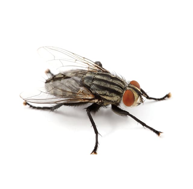 Flesh Flies