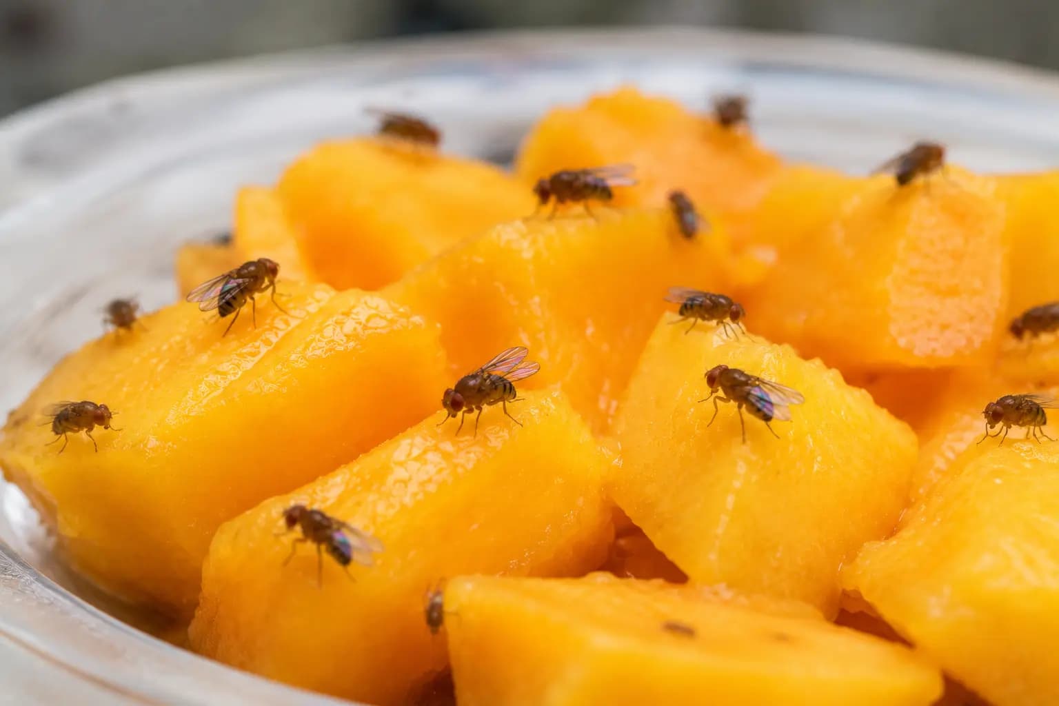 Fruit Flies